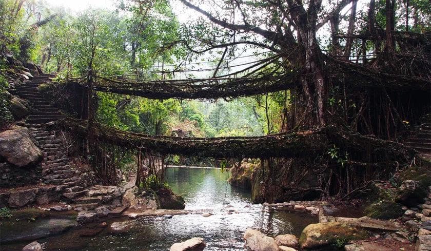 Walk on the Living Root Bridge