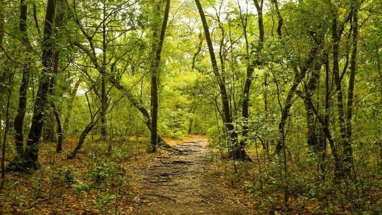 Mawphlang Sacred Forest – Timeless Heritage