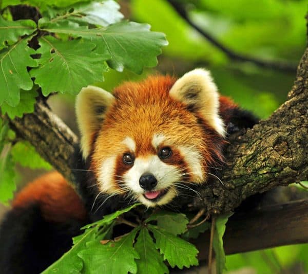 Wildlife conservation in Bhutan – protecting treasures like the red panda, inspiring the explorers.