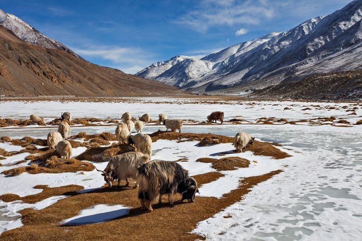 Ladakh 9