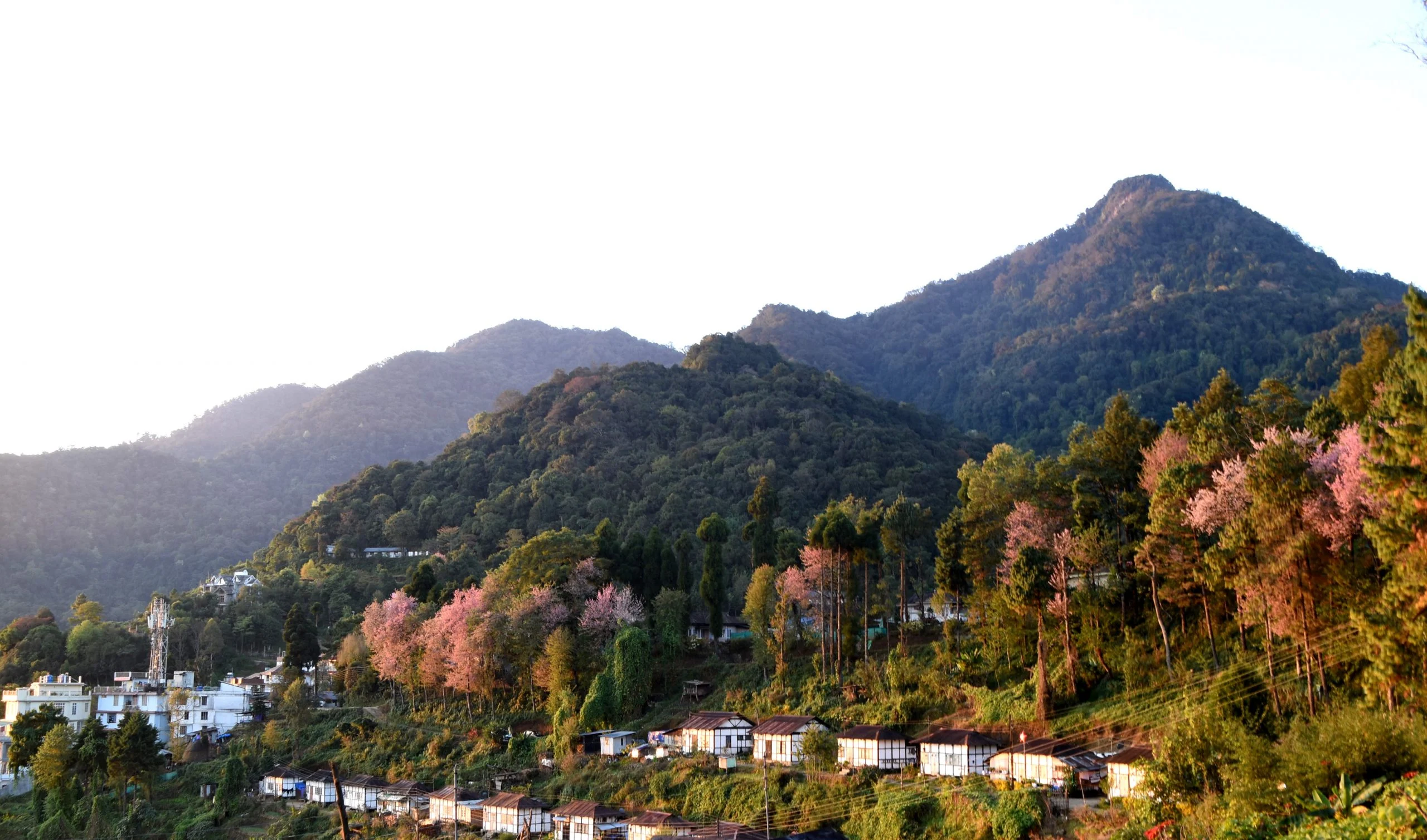 Kohima